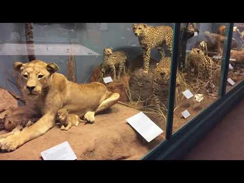 ▷ Museo de chicago illinois leones | Actualizado mayo 2023